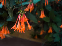 5 photos · curated by greenterior design. 30 Different Types Of Orange Flowers A Z Home Stratosphere
