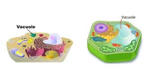 The typical characteristics that define the plant cell include cellulose, hemicellulose and pectin, plastids which play a major role in photosynthesis and storage of starch, large vacuoles responsible for regulating the cell turgor pressure. Plant Vacuole Vs Animal Vacuole What Is The Difference Diffzi