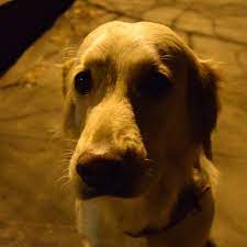 eto sobi zolotistyj retriver 2010 go goda rozhdeniya sobaka dog golden retriever retriever dogs