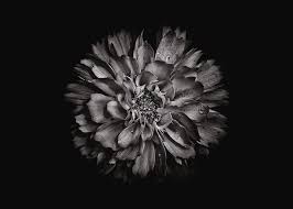 This carson grey colored grommet curtain panel will be a great fit for our home for many seasons. Backyard Flowers In Black And White 79 Photograph By Brian Carson