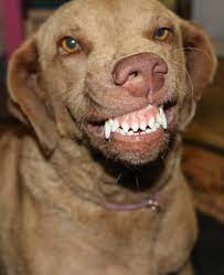 They are often known for. Chesapeake Bay Retrievers Smile It S An All American Breed