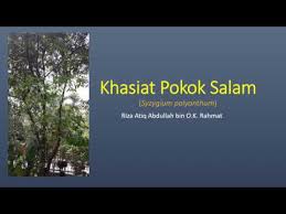 This causes pain and discomfort at the base of your spine, particularly when sitting down. Khasiat Pokok Salam Youtube