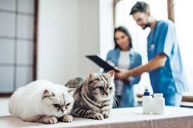 Canine intestinal parasites are common across the usa. What To Do If Your Pet Has Intestinal Parasites Close Veterinary Clinic