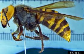 Large black wasp with white stripes. Asian Giant Hornets A Concern For New York New York State Ipm Program