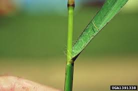 Image result for Setaria parviflora