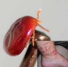 Seed Tick Turkey Mite Season Underway Kentucky Pest News
