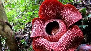 Rafflesia Arnoldii On Google Doodle And Its Following Fact Nusa7 Travel Bengkulu Large Flowers Flowers
