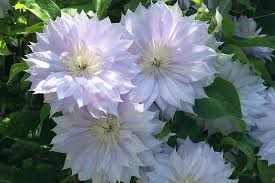 Maybe you would like to learn more about one of these? The 27 Best Cold Hardy Clematis Varieties Gardener S Path