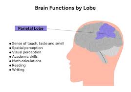 Image result for Parietal Lobe