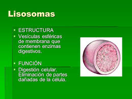 Resultado de imagen para lisosomas
