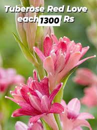 Image result for Moraea carsonii