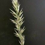 Image result for Enneapogon cenchroides