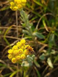 Image result for Helichrysum