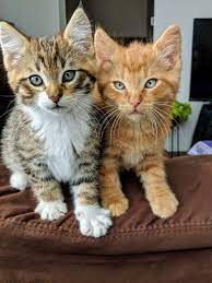 Introducing A New Cat To A Household With A Resident Cat Cattime Cute Cats Kittens Cutest Cats