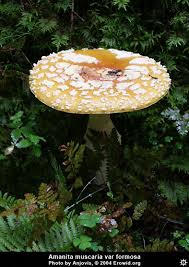 Pantherina, etc) including basics, effects, dosage, history, legal status, photos, research, media coverage, and links to other resources. Erowid Psychoactive Amanitas Vault Amanita Muscaria Var Formosa Yellow Orange Fly Agaric
