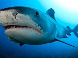 Florida boy, 12, attacked by shark; Tiger Sharks Are Not Scared Of Hurricanes Us Researchers Say Sharks The Guardian