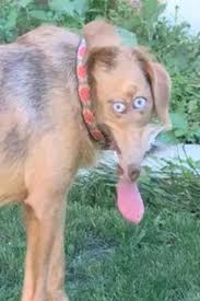 Phones with airdrop enabled can exchange. Looking For Some Cursed Images It S Been A While 9gag