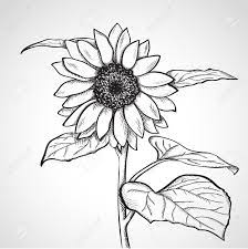 Select from 35970 printable coloring pages of cartoons, animals, nature, bible and many more. Sketch Sunflower Hand Drawn Ink Style Royalty Free Cliparts Vectors And Stock Illustration Image 27 Sunflower Sketches Sunflower Drawing How To Draw Hands