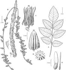 Image result for Burseraceae