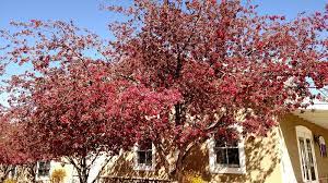 Santa fe, nm weather conditionsstar_ratehome. Beautiful Spring In Santa Fe Nm Desert Plants Beautiful Plants