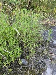 Image result for Hexasepalum flavescens