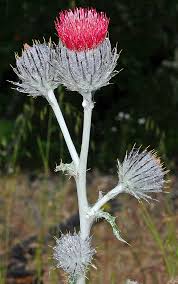 Image result for Cirsium