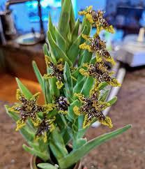 Image result for Ferraria