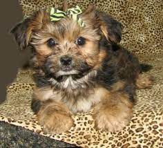 Another Shorkie Marianne Burchard Design Eastham Shorkie Puppies Morkie Puppies Puppies