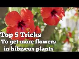 Buy osmocote and get the best deals at the lowest prices on ebay! Top 5 Tricks To Get More Flowers In Hibiscus Plant Youtube