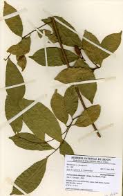 Image result for Dichapetalaceae