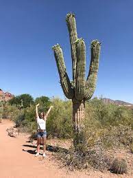 A cactus odyssey in arizona this article is a pictorial chronicle of my visit to central arizona with emphasis on the cacti leafyplace.com. Cactus Garden Bild Von Desert Botanical Garden Phoenix Tripadvisor