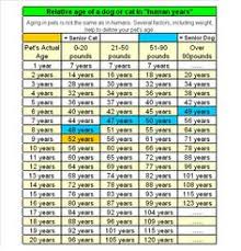 30 Best Pet Aging Charts Images In 2019 Dog Ages Pets