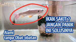 Cara Menghilangkan Jamur Pada Ikan Hias Secara Alami Manjur Youtube