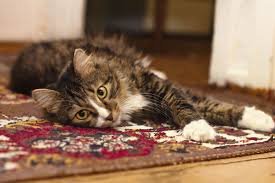 Wenn sie pinkelt versuch ich es mit tüchern mein kater macht immer auf den teppich! Fruhjahrsputz Okologische Reinigung Fur Ihre Teppiche Und Polstermobel Weissmann Gmbh