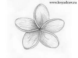 How To Draw A Flower With A Pencil Step By Step For Beginners How To Draw Plumeria In 2020 Flower Art Drawing Flower Sketch Pencil Flower Sketches