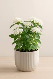 Image result for Pentas