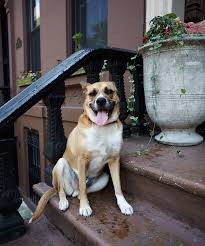 Dog Days Of Summer 2017 Star Sirius Spiritual Meaning
