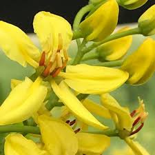 Image result for Tristellateia