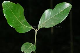 Image result for Beilschmiedia michelsonii