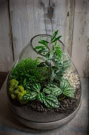 Terrarium By Me With Galaxy Aralia Aluminum Pilea And Baby S Tears Black Lava Rock White Gravel And Decorative Reindeer Mo Terrarium Orchid Terrarium Plants