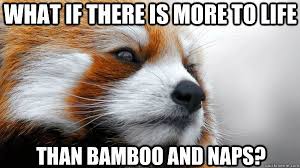 When threatened, a red panda will try to escape by running up a rock or tree. Pin By Lisa Geng On Fun Memes Save The Pandas Red Panda Panda Bear