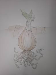 Image result for Crinum walteri