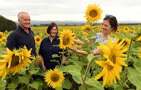 The flowers come in many colors (yellow, red, orange, maroon, brown), but they are commonly bright yellow with brown centers that ripen into heavy heads filled. Summer Sunflower Crop Sows Seeds Of Interest Otago Daily Times Online News