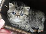 Exotic Shorthair For Sale in United States - Hoobly ...