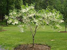 Chionanthus Virginucus White Fringetree Fringe Tree Small Backyard Landscaping Landscaping Trees
