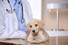 Get a free business listing! Learn About Being Small Animal Veterinarian
