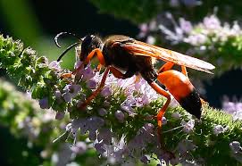 Check spelling or type a new query. Great Golden Digger Wasp Sphex Ichneumoneus