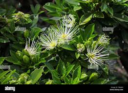 Image result for Maerua nervosa
