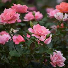 Image result for Rosa sp.