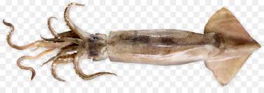 Cumicumi.com, situs berita selebritis terkini di indonesia, menyajikan kabar terbaru artis hari ini seputar selebriti, film, musik, gaya hidup, foto dan video. Octopus Cartoon